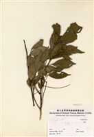 藏品(頷垂豆)的圖片